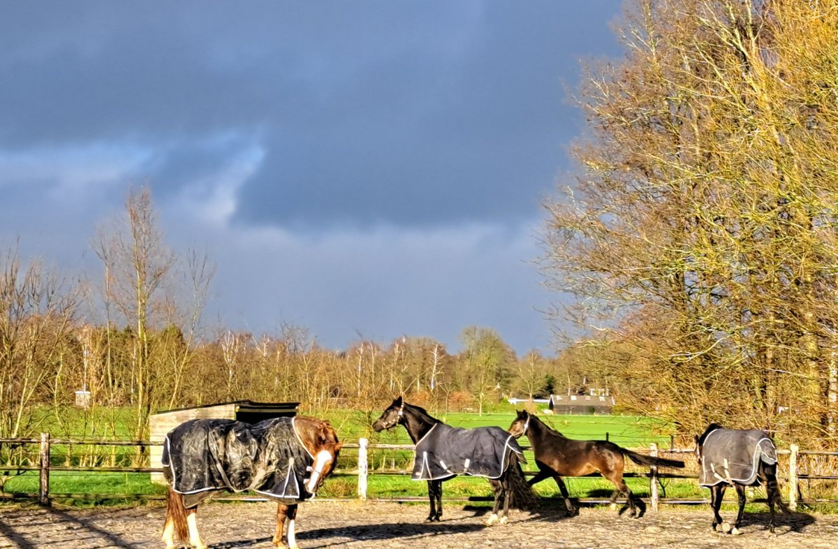 Oei regenboog...prachtig maar weer regen op komst. Snel Bolheim kudde buiten in de zon en stallen doen.