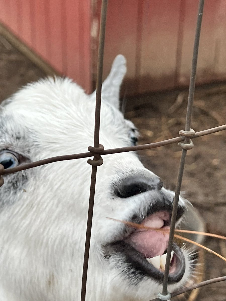 Tried to take a cute goat picture but instead you get nightmare goat.