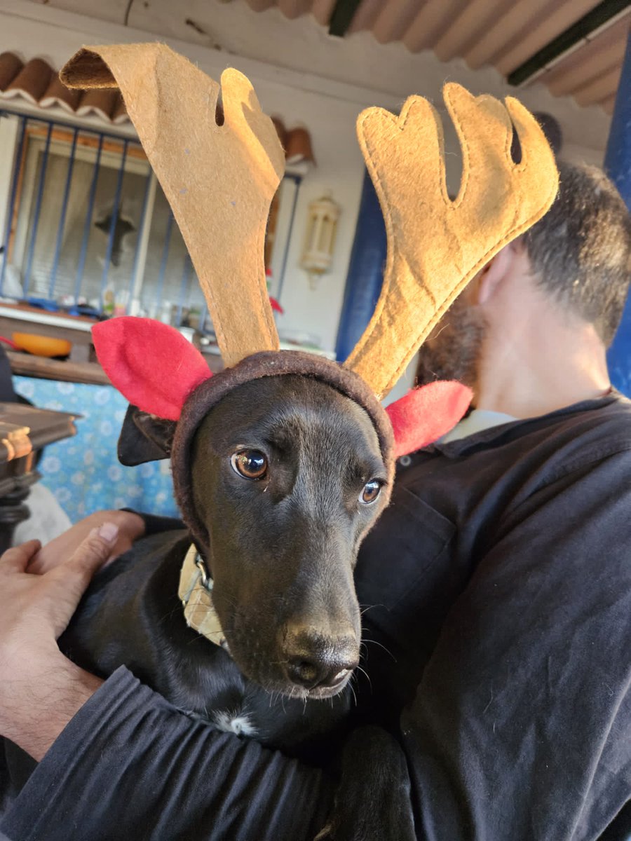 ColectivoDara's tweet photo. El mejor regalo que se puede hacer a los perretes de la calle es el RESCATE 🤗 Acoger un animal, cuidarlo y darle atención sanitaria y afectiva 💉🩺❤️ así que para celebrar la navidad hemos vuelto a @elrincondepeco junto a nuestras amigas de @hope4pets a vacunar, hacer (+) https://t.co/JYgYdWJCSQ