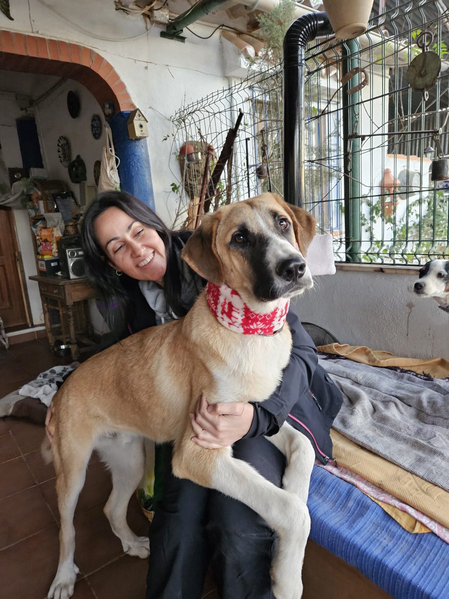 ColectivoDara's tweet photo. #adoptdontshop #adoptanocompres #rescuedog #spanishdog #perrosrescatados #perrosenadopcion #availableforadoption #dogs #perros https://t.co/1fxBtZHu8a