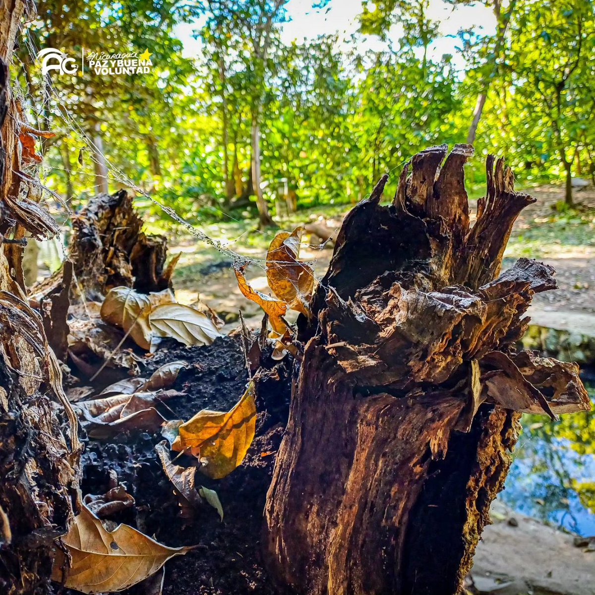 DiarioNacional9's tweet photo. ✨ ¿Ya conoces El Río Manares? 🌊🏞️
Descubre la magia de este lugar en las faldas del volcán Mombacho. Naturaleza, paz y paisajes que te cautivarán. ¡Sumérgete en la belleza del Río Manares! 🌳🌄
Créditos 📷 al autor
#ElRíoManares #mombacho ✨🚣♂️ https://t.co/EgmN8237Ja