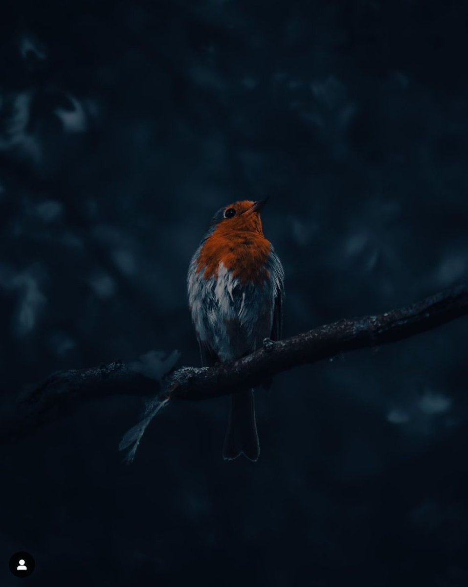 Robin is in a winter mood!

#birdphotography #birdphoto #sonyalphaphotos #outdoor #outdoorphotography #folkscenery #folkmagazine #animalphotography #outdoors #animallovers #animallife