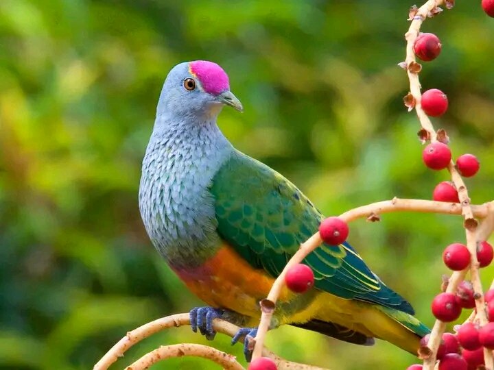 Rose-Crowned Fruit Dove

#nature #NaturePhotography #NatureBeauty #birds