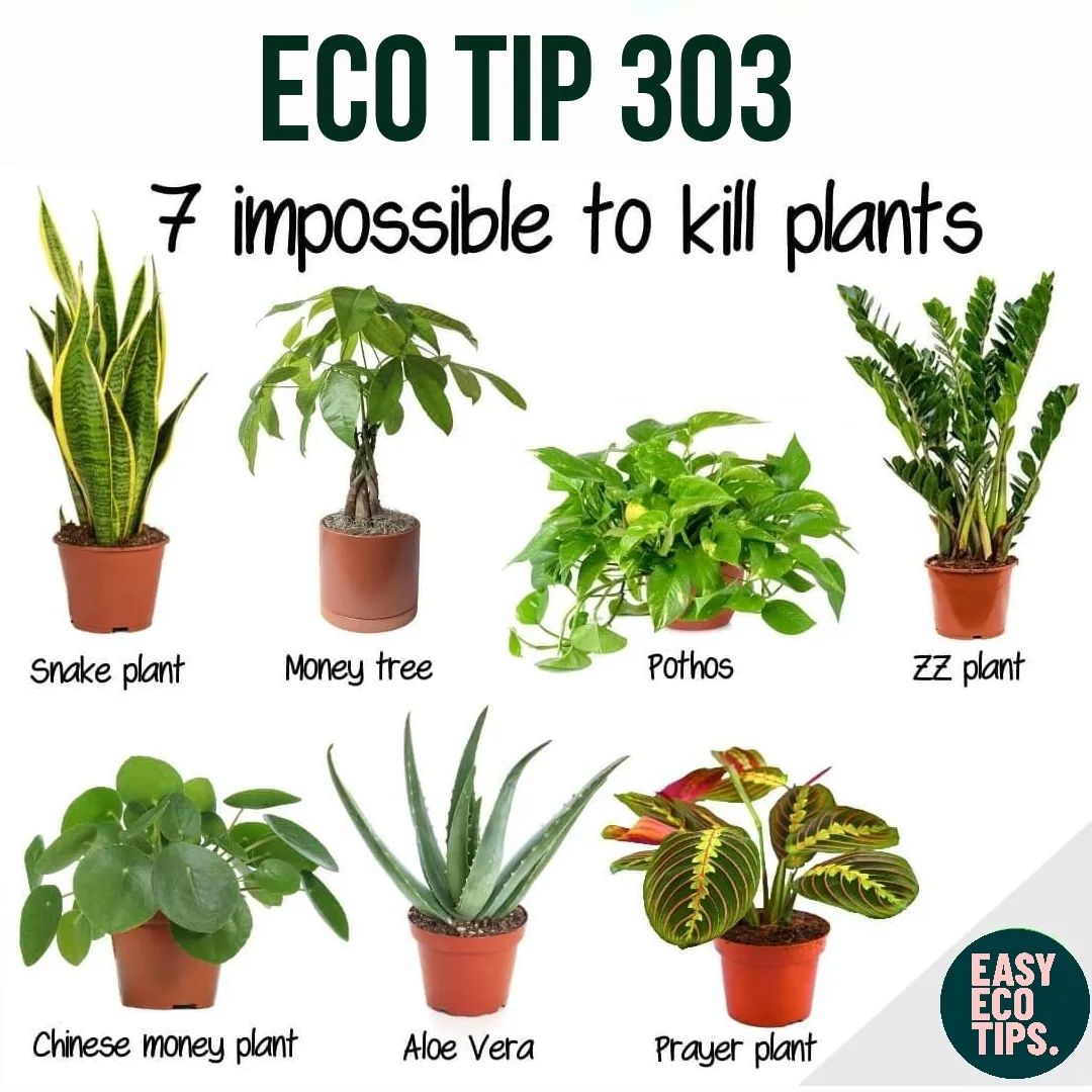 ecofriendlyfact's tweet photo. No one can kill these plants! 💪

If you know someone who might need this list, tag them in the comments.

These plants thrive on neglect, so don't worry if you don't have a green thumb 👍

Read more : https://t.co/vWVfS96Ept
#easyecotips #eco #tips #ecofriendly #ecotips #green https://t.co/VRL2A08jGx