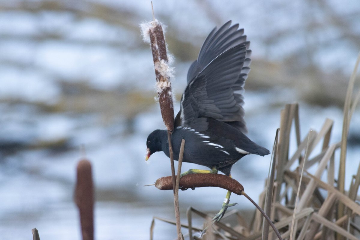 The reedmace seeds must be a big prize for this Moorhen, to judge by the balance needed to reach them. Incredible stuff. Hilfield res this afternoon. #hertsbirds #londonbirds