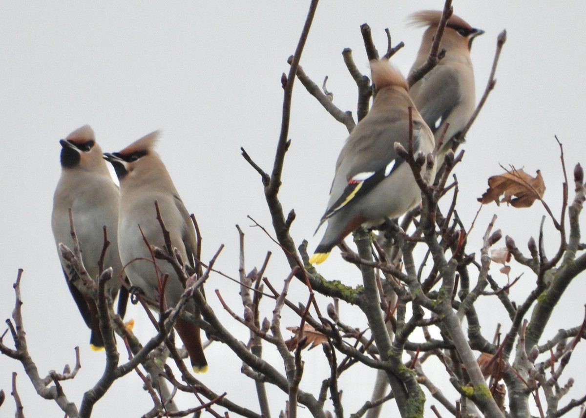 Andy Hill (@sheffandy) on Twitter photo Great to see waxwings on the local patch in Greenhill, Sheffield this Christmas. Great to see waxwings on the local patch in Greenhill, Sheffield this Christmas.