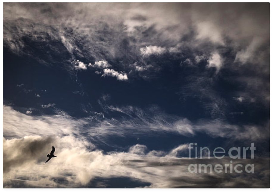 New in my Fine Art America store - fineartamerica.com/featured/alone… #seagull, #stormclouds, #clouds #fineart #fineartphotography #bird