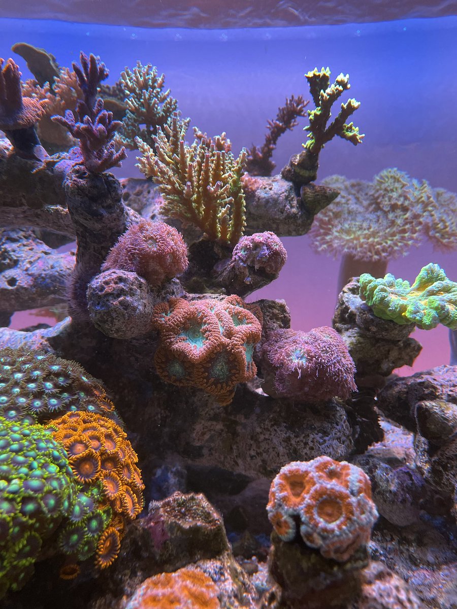 ReefStash's tweet photo. π πͺΈπ§ Quantum salt, additives, supplements, amino acids and more keeping this tank thriving! Go Quantum USA! πͺ #quantumsalt #reefstash https://t.co/o6NlLsMB5p