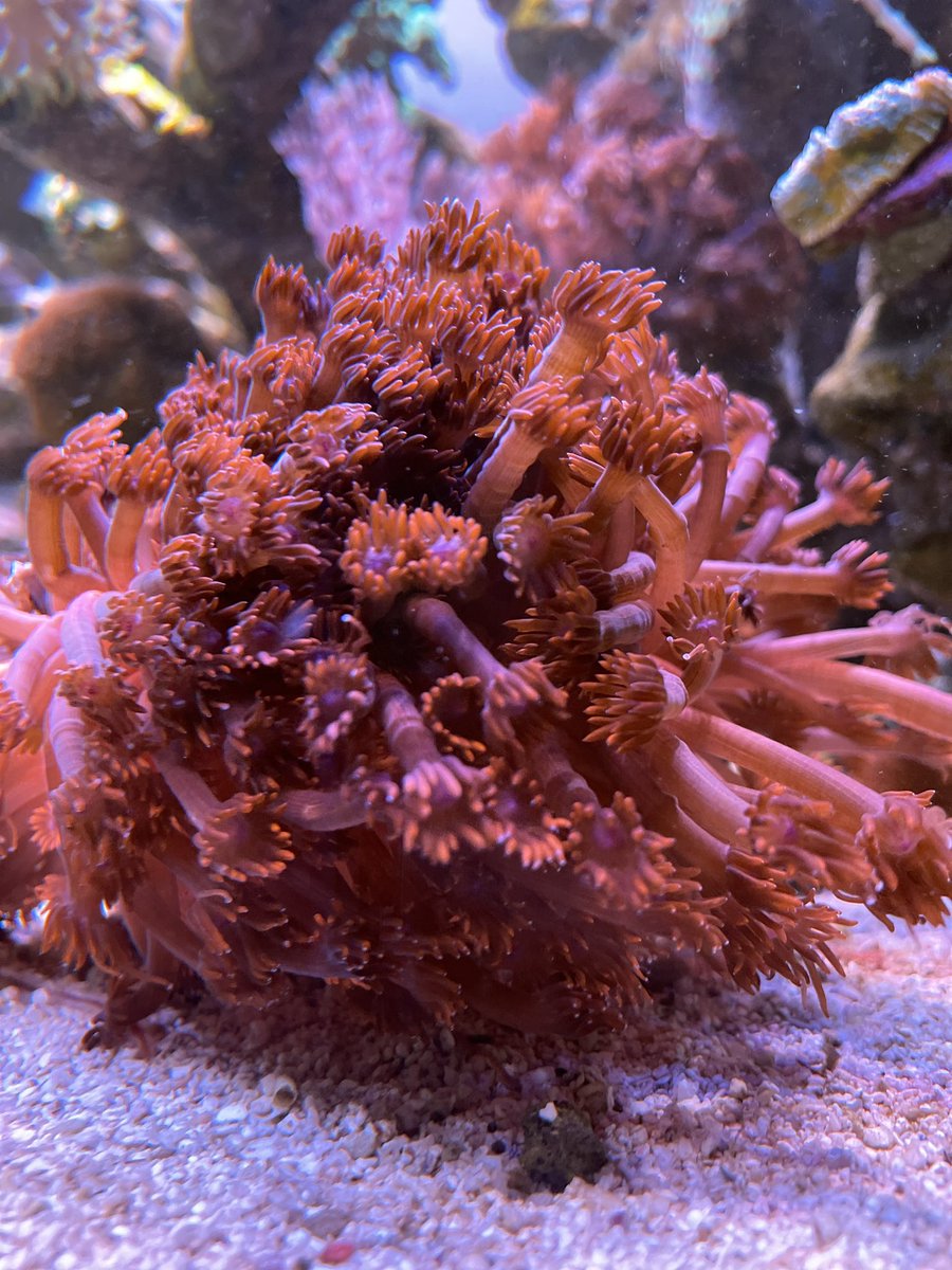 ReefStash's tweet photo. π πͺΈπ§ Quantum salt, additives, supplements, amino acids and more keeping this tank thriving! Go Quantum USA! πͺ #quantumsalt #reefstash https://t.co/o6NlLsMB5p