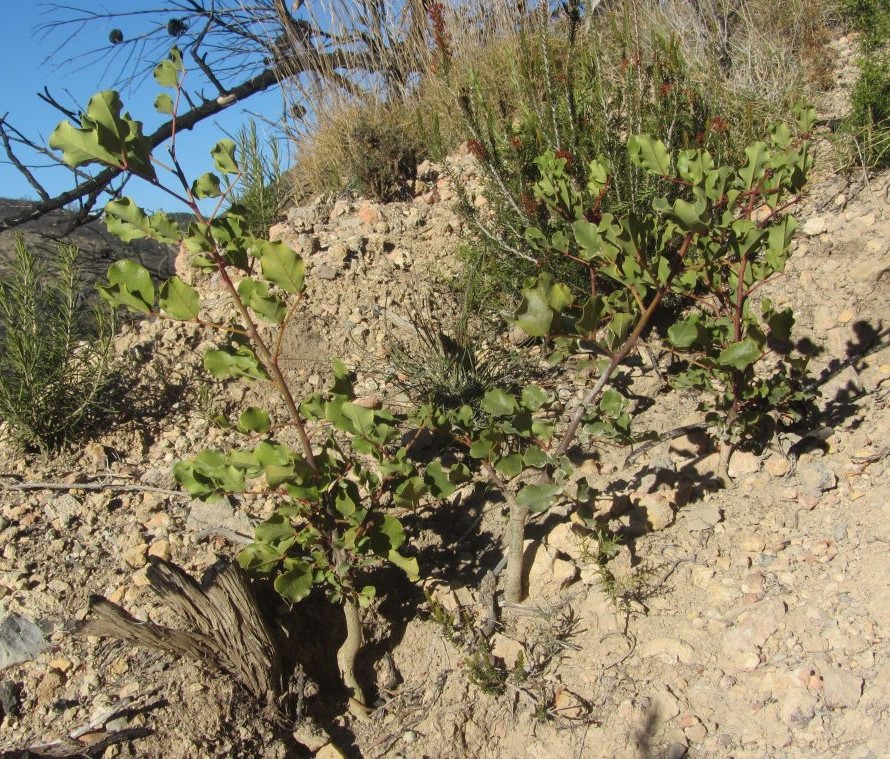 The seedlings of carob trees (Ceratonia siliqua) I saw 1 month after a fire (tweet below) are growing well & healthy 2.5 years later.

While postfire resprouting is common in this species, postfire recruitment is not that common.
#IFAzuebar #SerraEspadà E Spain