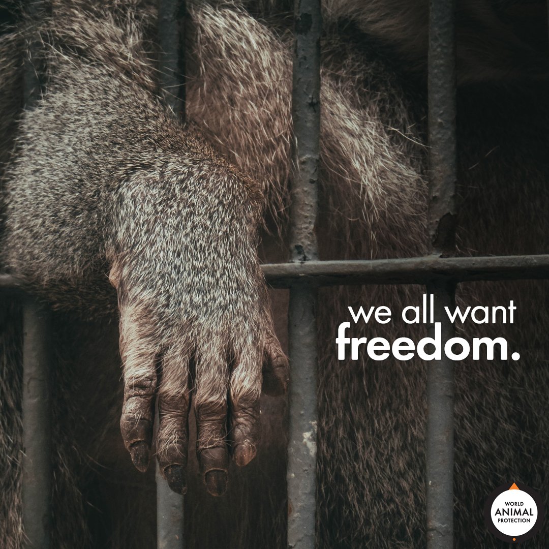 MoveTheWorldUS's tweet photo. EMPTY 👏 THE 👏 CAGES 👏 https://t.co/4fmS0zwnC7