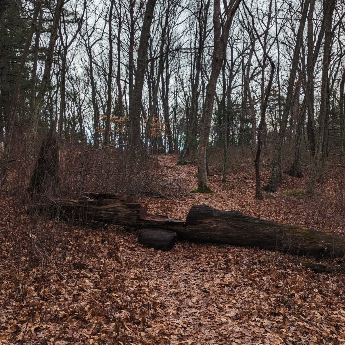 IamNevyr's tweet photo. No people, no noise, no expectations. Fresh air, bird friends and the crunch of footsteps on dry leaves.  I love hiking. https://t.co/LKUQJxshCr