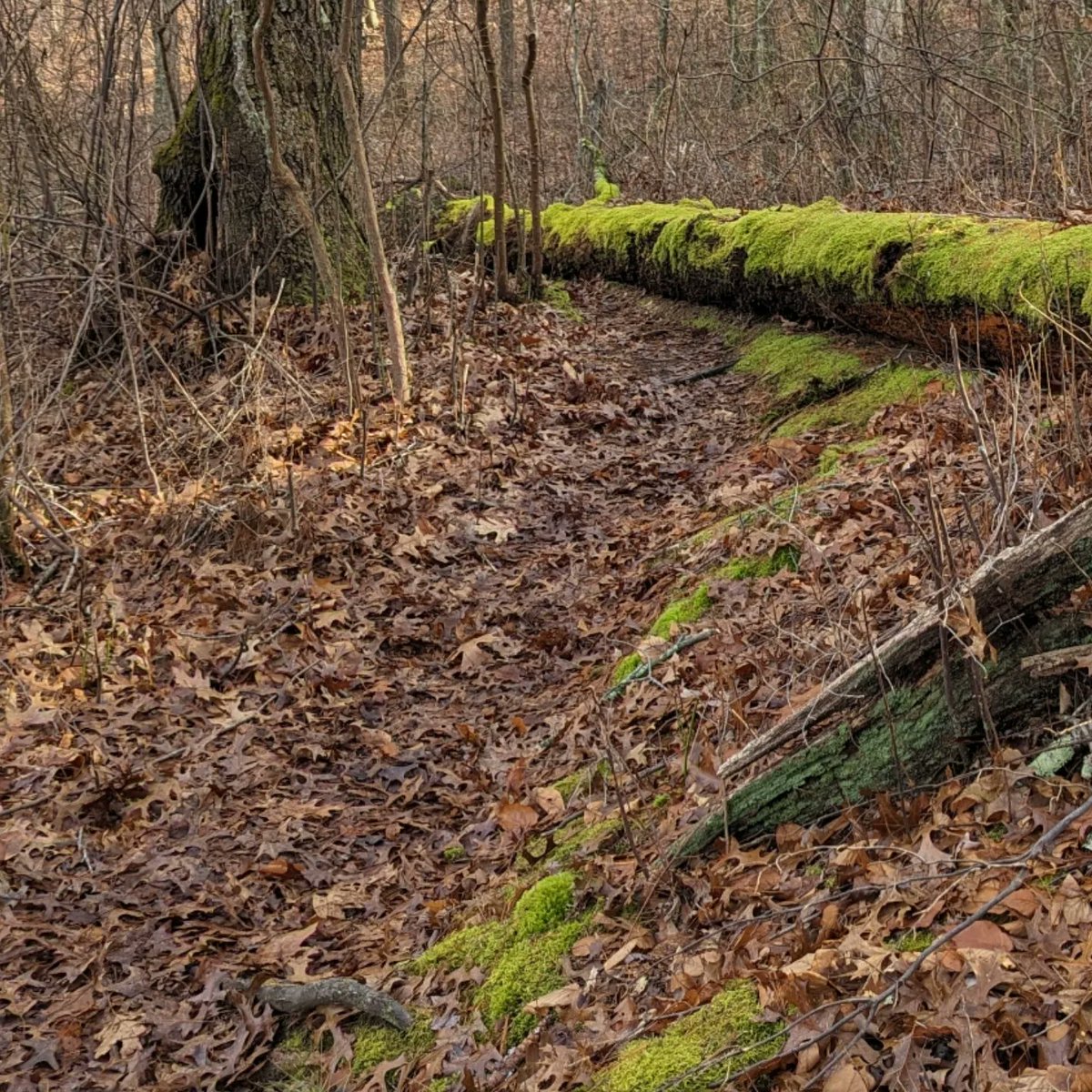 IamNevyr's tweet photo. No people, no noise, no expectations. Fresh air, bird friends and the crunch of footsteps on dry leaves.  I love hiking. https://t.co/LKUQJxshCr