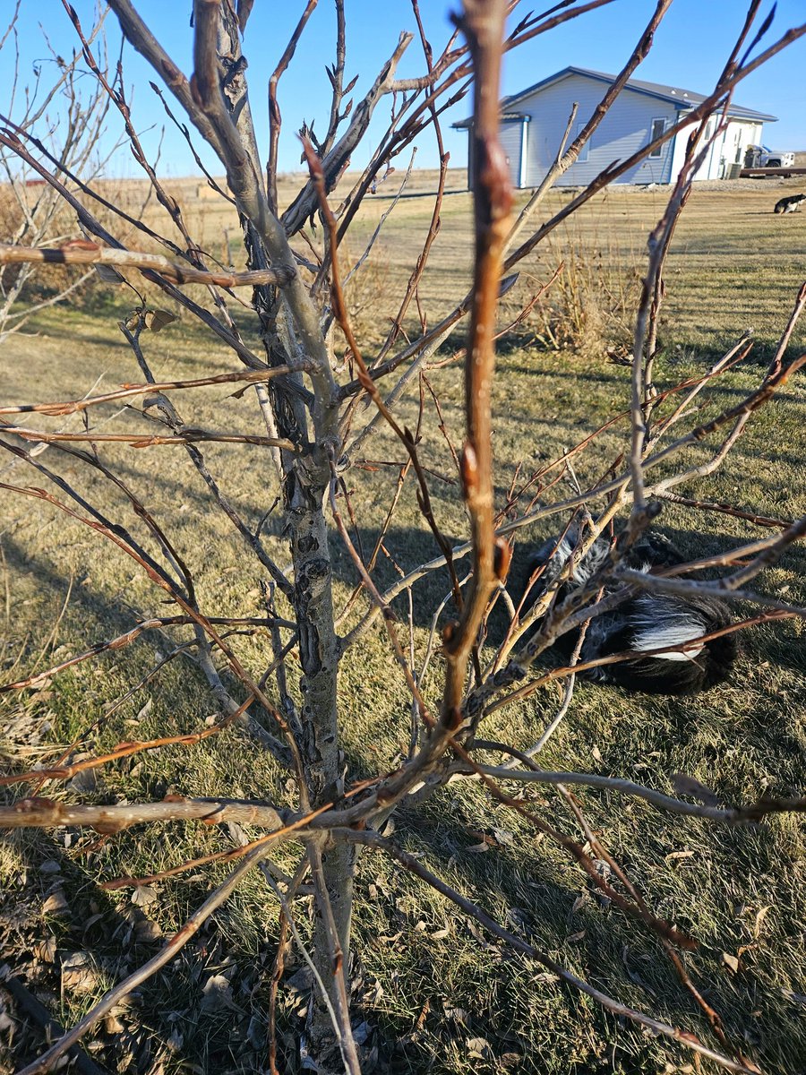 What an odd year... poplars budding on Dec 26th. 😬 #needmoisture