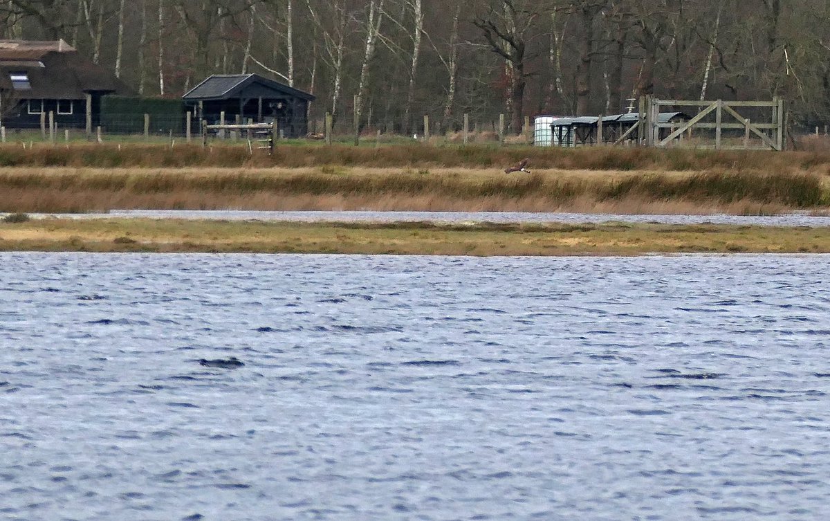 N2000drenthe's tweet photo. Waterberging Kloosterveld in N2000-gebied ⁦@Dwingelderveld⁩ functioneert als een tierelier! Zo houdt Meppel droge voeten. En vandaag met kraanvogel, blauwe kiekendief en meer. ⁦@ProvDrenthe⁩ ⁦@WDODelta⁩ ⁦@Natuurmonument⁩ https://t.co/85leu5yne3