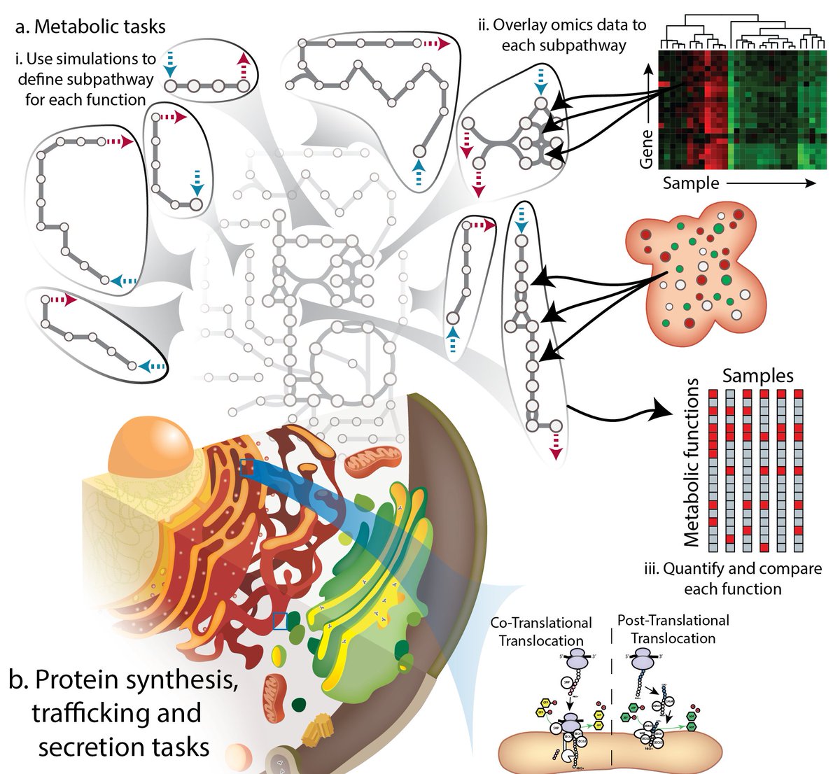 Enrichment methods find perturbed processes in omics, but can we better account for pathway functions? See our update to metabolic function analysis in CellFie, now with protein secretion (critical to cell-cell interactions). Led by Helen Masson
authors.elsevier.com/sd/article/S10…