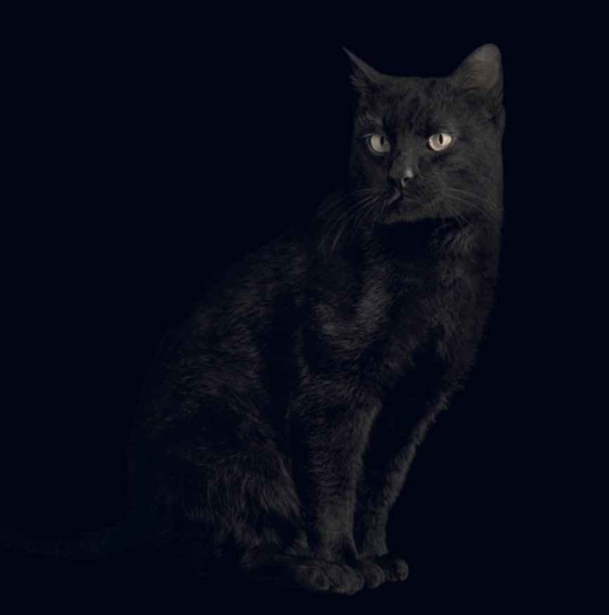 Monochrome - Cat
 2011, High reflection C-print  
Limited edition by French photographer Jean-Baptiste Huynh via @gallery_pg

#artist #photography #fineart  #France #ArtLovers #iloveart #artlover #twitart #arttwit