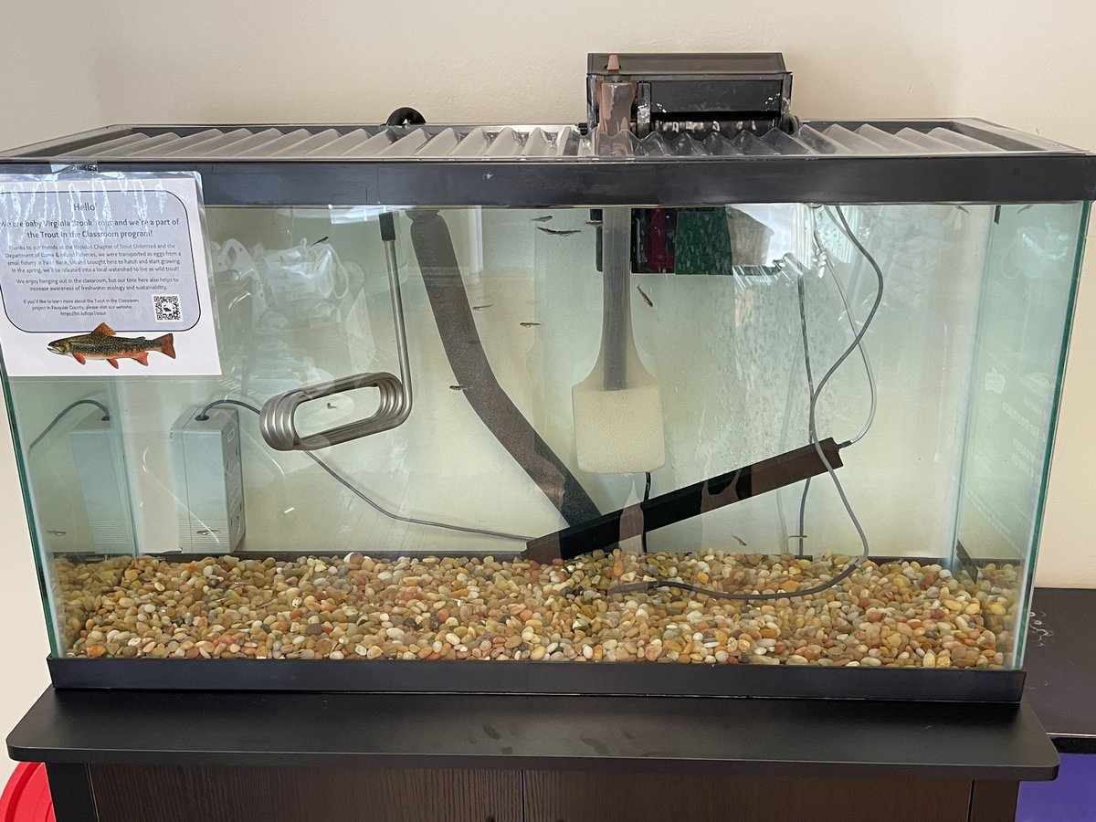 Mrs. Correll 👩🔬 (@correllscience) on Twitter photo <a href="/SolomonRDavid/">Dr. Solomon David</a> <a href="/caseyelizabetha/">Casey David</a> <a href="/TroutUnlimited/">Trout Unlimited</a> <a href="/TUScience/">TU Science</a> Hello from these little baby TU classroom trout! <a href="/SolomonRDavid/">Dr. Solomon David</a> <a href="/caseyelizabetha/">Casey David</a> <a href="/TroutUnlimited/">Trout Unlimited</a> <a href="/TUScience/">TU Science</a> Hello from these little baby TU classroom trout!