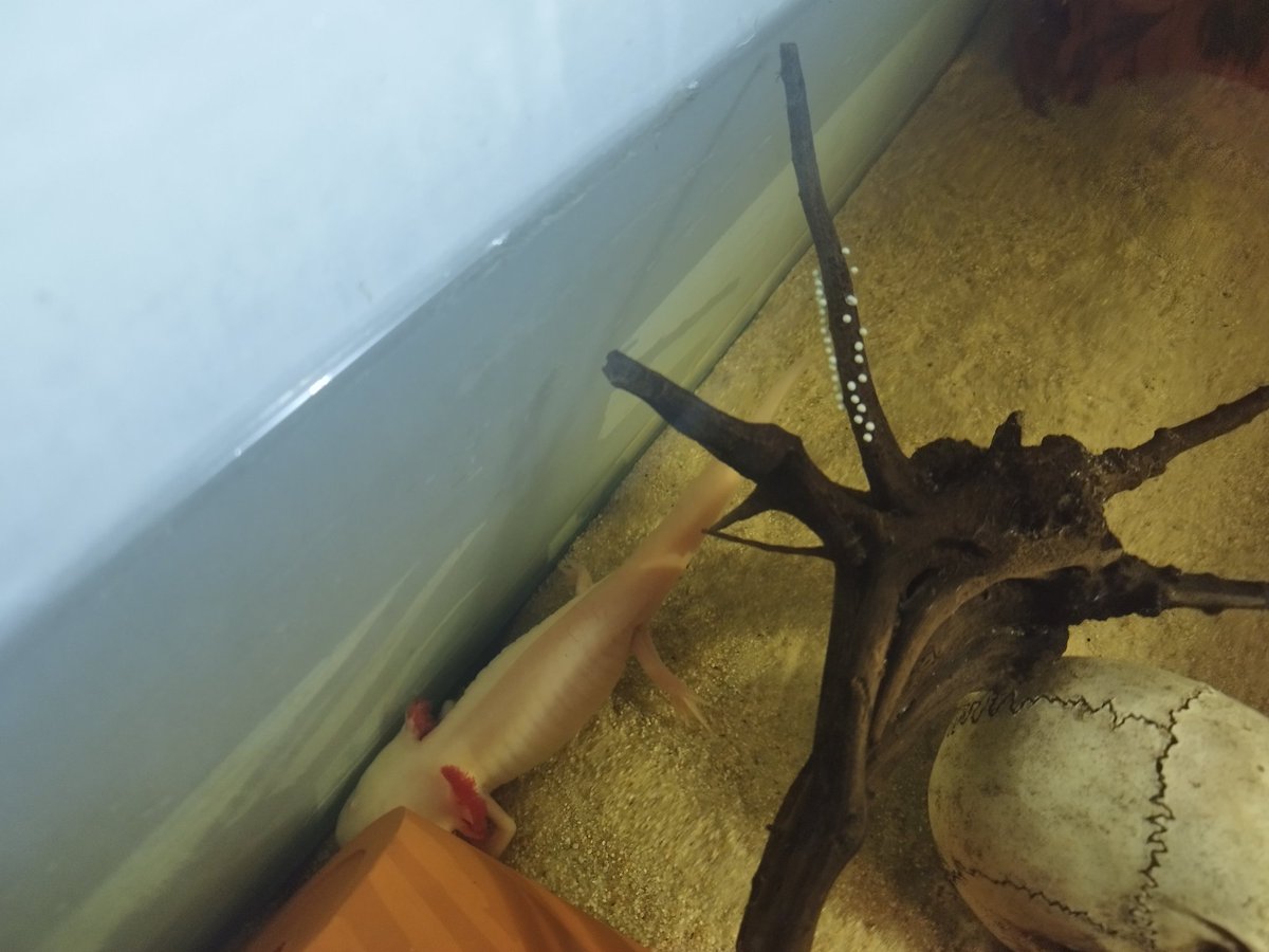 JSMinerals's tweet photo. Mirar lo que me he encontrado cuando he ido a darles de comer. 😱
¿Algún consejo? No se muy bien que hacer.. https://t.co/xtJmKujol5