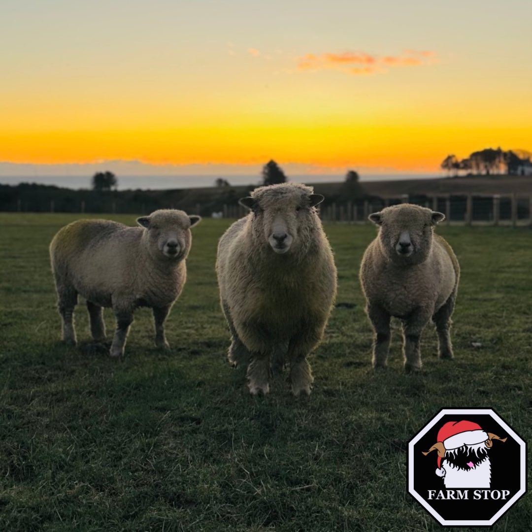 FarmStopABZ's tweet photo. 😍 BOXING DAY VIEWS 😍
Ruby and Rose our Ryeland sheep with their Christmas boyfriend 🥰🐑
#farmstop #farmstopaberdeenshire #farmlife #scottishfarming #aberdeenshire #visitaberdeenshire #visitscotland #animallover #farmvisit #farmtours #sheeplove #sheeplover #ryelands #sunrise https://t.co/kTMdqyA0BD