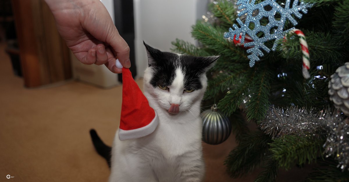 ___Miga___'s tweet photo. happy holidays https://t.co/PFy8u7A09J