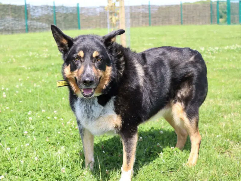 Please retweet to help Bobby find a home #EVESHAM #WORCESTERSHIRE #UK Delightful gent, Border Collie aged 11. He's looking for a quiet, adult home as the only pet for a lovely retirement. He is good on the lead and full housetrained. He's been overlooked for a long time,…