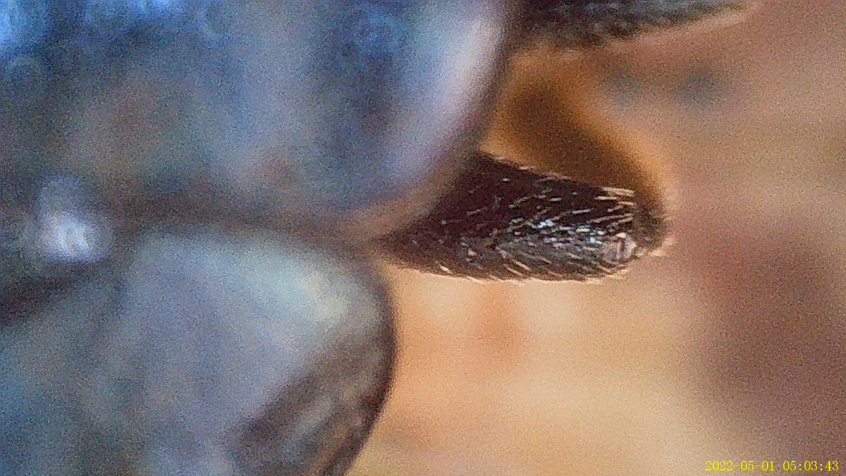 Over wintering alder leaf beetles spotted by my young coleopterist daughter and photographed with her digital microscope. She was over the moon! #coleoptera #beetles @MGLnrd @Coleopterist @RoyEntSoc @amentsoc