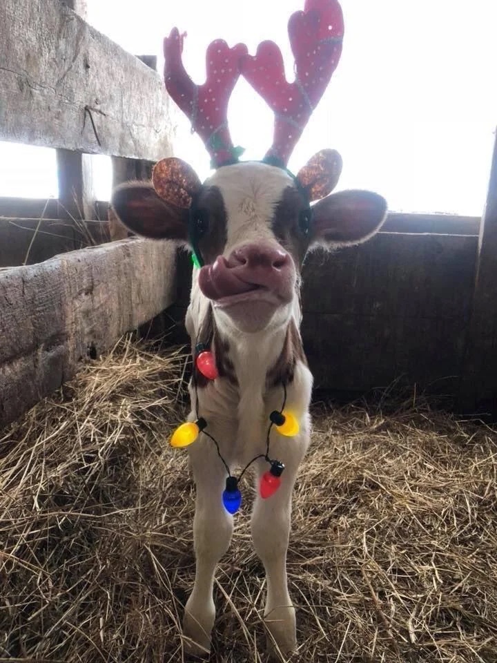 Happy Boxing Day to all the hard working farmers! 🚜🎁 We're here to support you in ensuring your silage is top-notch for the coming year. Let's make 2024 a year of abundant harvests and healthy herds! Follow us for top tips on consistently better silage! 🐄 📸 spaghettificati0n