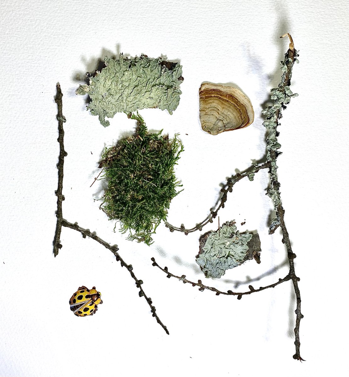 SylvieKant's tweet photo. From Monday’s walk. (The tin bug joined in, just for fun.)
*
*
#Knolling #NaturesTreasures #Moss #Lichen #Twigs #FoundinNature #TinBug https://t.co/e2Dy2fBsxK