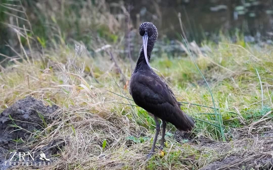 Nice to see the Glossy Ibis on boxing day... before its bedtime @RSPBAireValley @Natures_Voice #glossyibis #BirdsSeenIn2023 @RareBirdAlertUK #birdwatching #wildlife #wildlifephotography