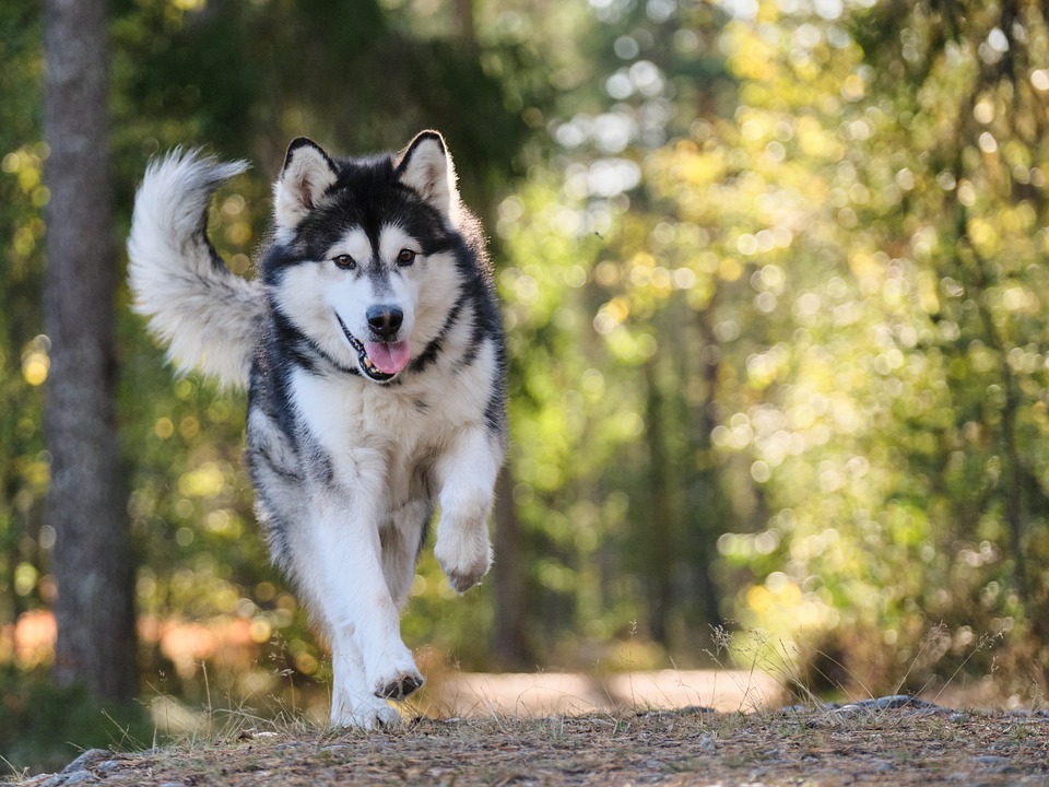 FreeseotoolsEs's tweet photo. 🐶💬 The Majestic Alaskan Malamute: A Look into the Iconic Breed's History, Characteristics, and Care Needs 🐾❤️ 👉 READ MORE https://t.co/nI6867VxQW 

 The Alaskan Malamute is a majestic and iconic breed known for its strength, endurance, and friendly disposition. This art... https://t.co/6qDmjA7ss6