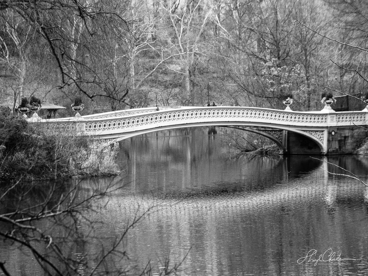 The Bow Bridge without any people on it…a rare sight. The bridge, closed due to construction, gave me an opportunity to photograph it on its own, showing off its elegant lines and solitary reflection. #bowbridge #bowbridgecentralpark #centralparkinwinter #mycentralpark