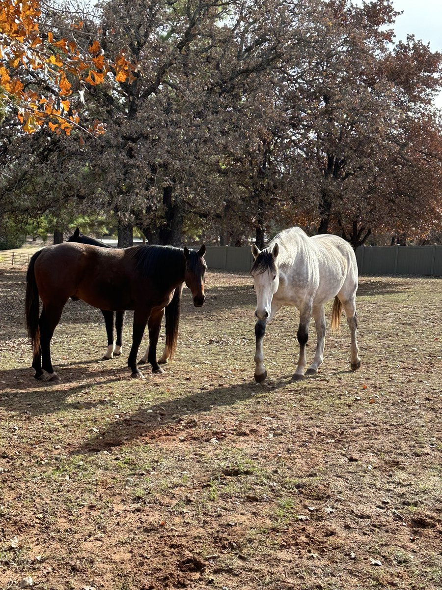 RIP my beautiful Quicksilver. Colic SUCKS!
