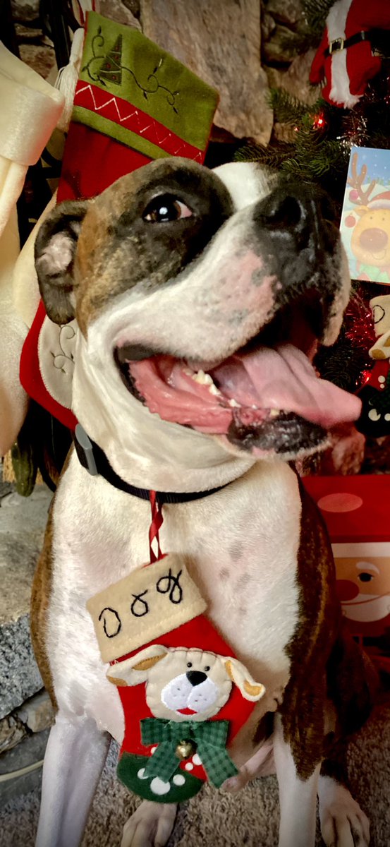 waterfallsrus's tweet photo. Hope everyone had a fabulous Christmas! 🌟 Gunner would like to wish you a very happy #TongueOutTuesday 😛 and a happy #BoxerDay 🐾  #TOT #DogsofTwitter #BoxerDog #TuesdayVibe https://t.co/KQNJubhcCk
