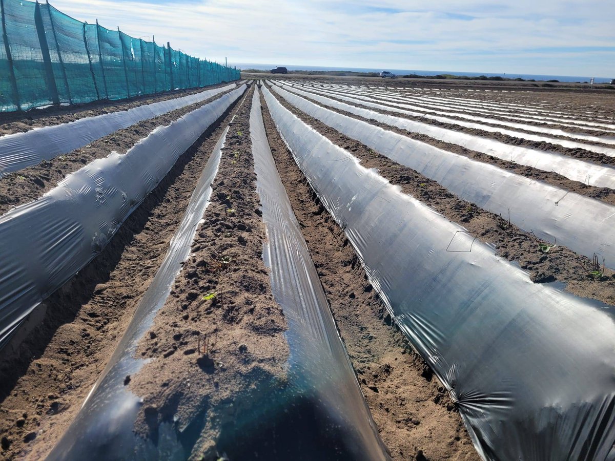 These rows of strawberry in the Salinas Valley can often be the length of a football field or more. The beds are raised to keep the berries off the dirt and mud and farm workers will work their way down the row, picking from left and right once the berries are ready. #WeFeedYou