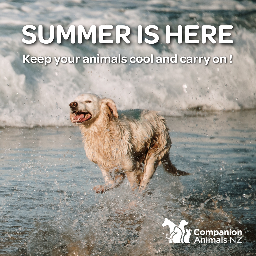 _CANZ_'s tweet image. Summer is here – Keep your animals cool and carry on! 

companionanimals.nz/articles/summe…