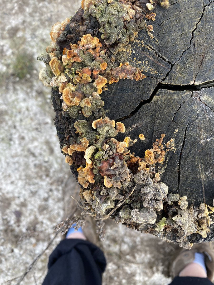 AmberHall193's tweet photo. so many colourful shrooms from today 🥺✨ https://t.co/kalWnFrxjK