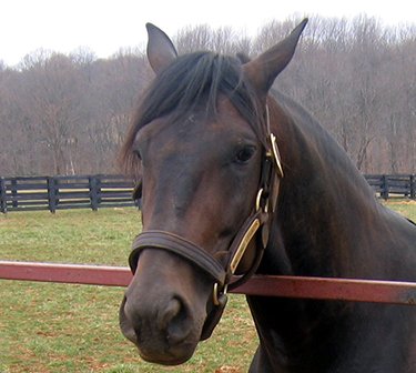A third confirmed case of Eastern Equine Encephalitis (EEE) in New Jersey for 2023 was detected in an unvaccinated 28-year-old Grade breed mare in Ocean County. Read more at bit.ly/3TF99Az