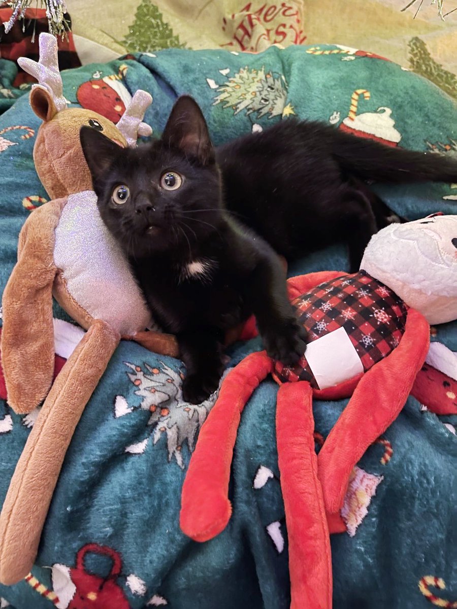 Cranberry, the kitten, went from living on the street to napping on a warm bed. Her Christmas wish just came true. Full story: lovemeow.com/cranberry-kitt…