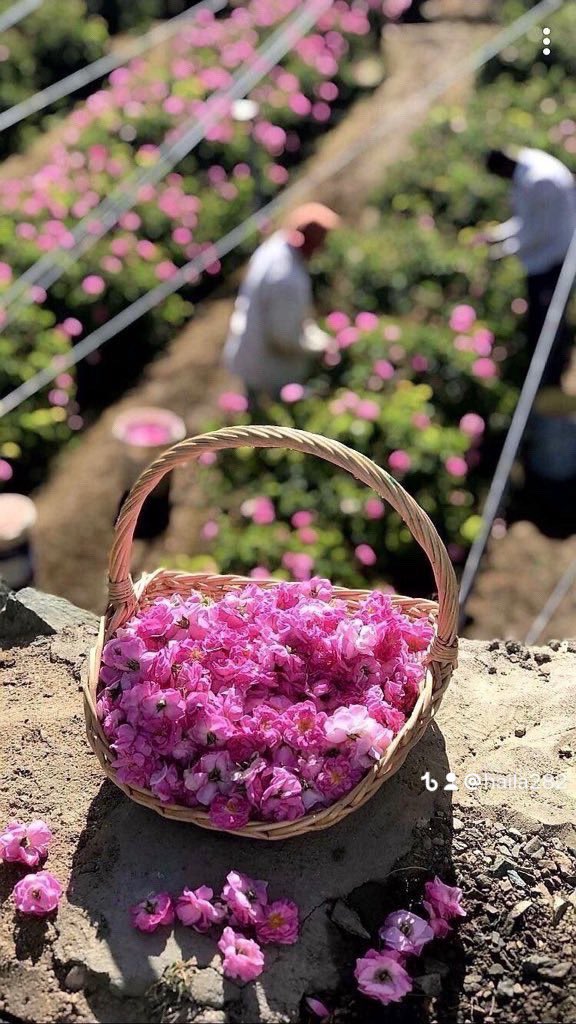"وما يزالُ عبدي يتقرّب إليّ بالنوافل، حتى أُحِبَّهُ". 

- صلاة الوتر🌿