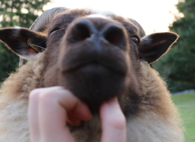 comfortsheeps's tweet photo. pinned post-

Heya!! Little bit of mod info, I'm LJ n I'm an artist/animator, but also I help raise icelandic sheep, and I just find sheep a really comforting presence. Here's some photos of my own sheep to start off :P https://t.co/J7olG9fDIE