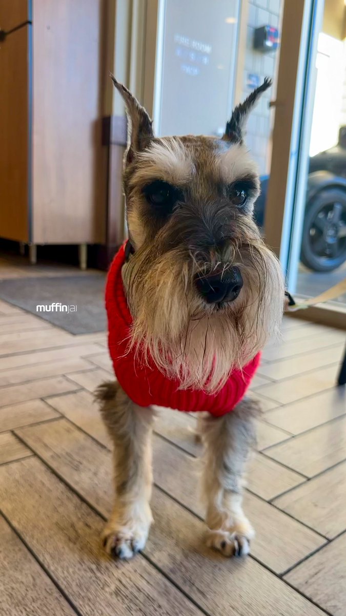 muffinjai's tweet photo. βοΈ Coffee break π€£ππ
@starbucks Between all the #BoxingDay shopping ποΈ @sfpremiumoutlets π #SanFrancisco #BayArea πΆπΎ #DogsOfSanFrancisco #DogsOfBayArea #DogsOfCalifornia #MiniatureSchnauzer #Schnauzer https://t.co/wddmuRT73C