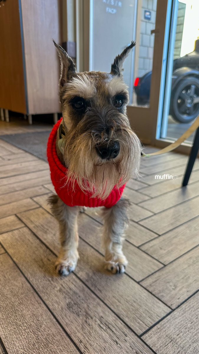 muffinjai's tweet photo. βοΈ Coffee break π€£ππ
@starbucks Between all the #BoxingDay shopping ποΈ @sfpremiumoutlets π #SanFrancisco #BayArea πΆπΎ #DogsOfSanFrancisco #DogsOfBayArea #DogsOfCalifornia #MiniatureSchnauzer #Schnauzer https://t.co/wddmuRT73C