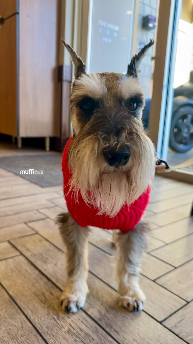 muffinjai's tweet photo. βοΈ Coffee break π€£ππ
@starbucks Between all the #BoxingDay shopping ποΈ @sfpremiumoutlets π #SanFrancisco #BayArea πΆπΎ #DogsOfSanFrancisco #DogsOfBayArea #DogsOfCalifornia #MiniatureSchnauzer #Schnauzer https://t.co/wddmuRT73C