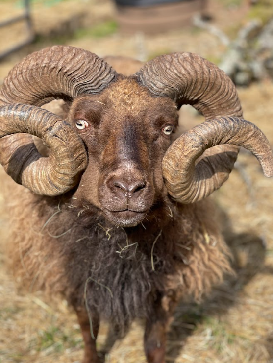 comfortsheeps's tweet photo. pinned post-

Heya!! Little bit of mod info, I'm LJ n I'm an artist/animator, but also I help raise icelandic sheep, and I just find sheep a really comforting presence. Here's some photos of my own sheep to start off :P https://t.co/J7olG9fDIE