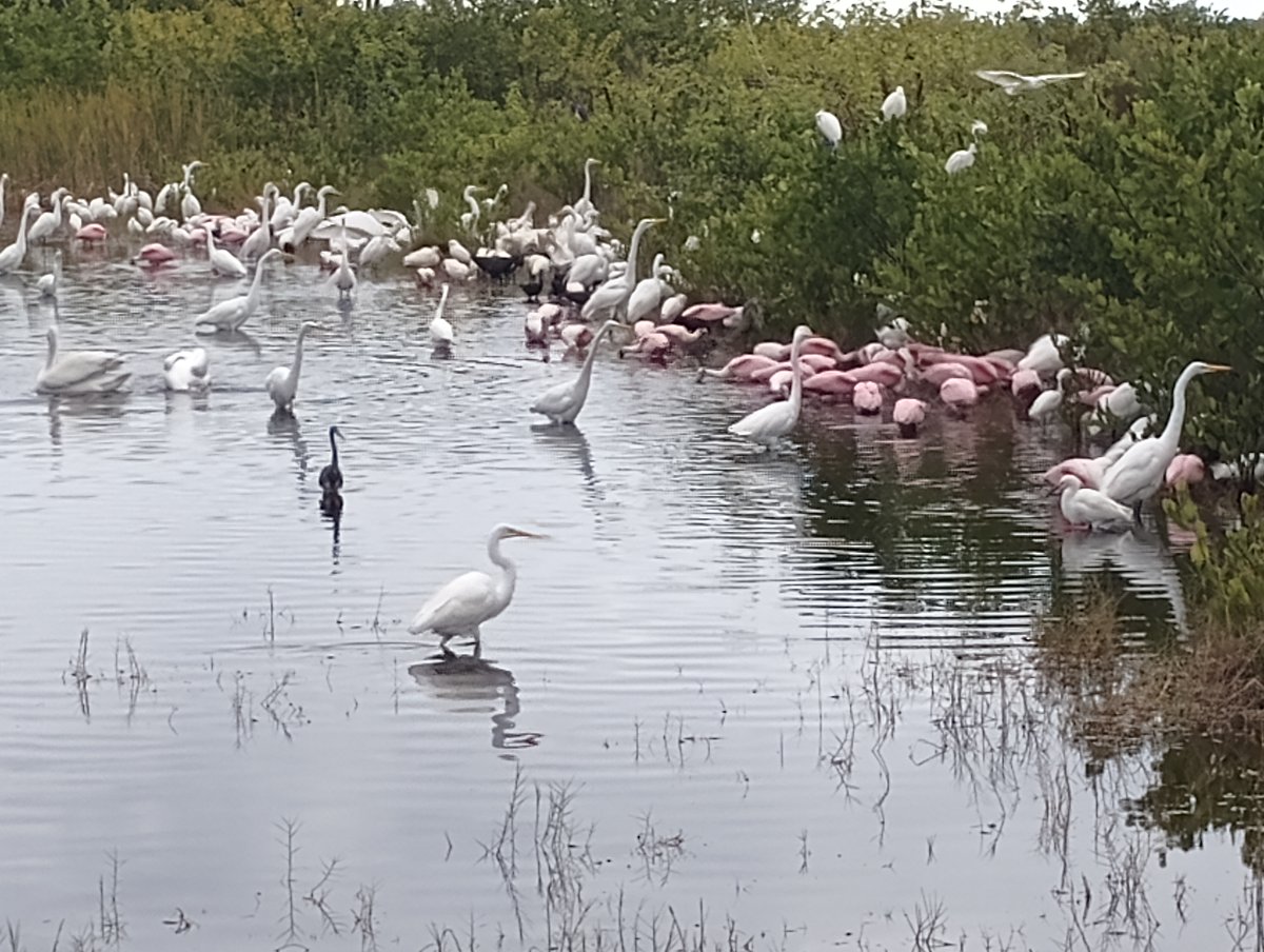 3rdShftLighters's tweet photo. During last week's solstice, my Mother-in-law &amp; I encountered this massive grouping of waterfowl while exploring Merrit Island, #Florida. According to the large flock of #birders gathered, we were all very lucky. https://t.co/jwZIAiPEjl