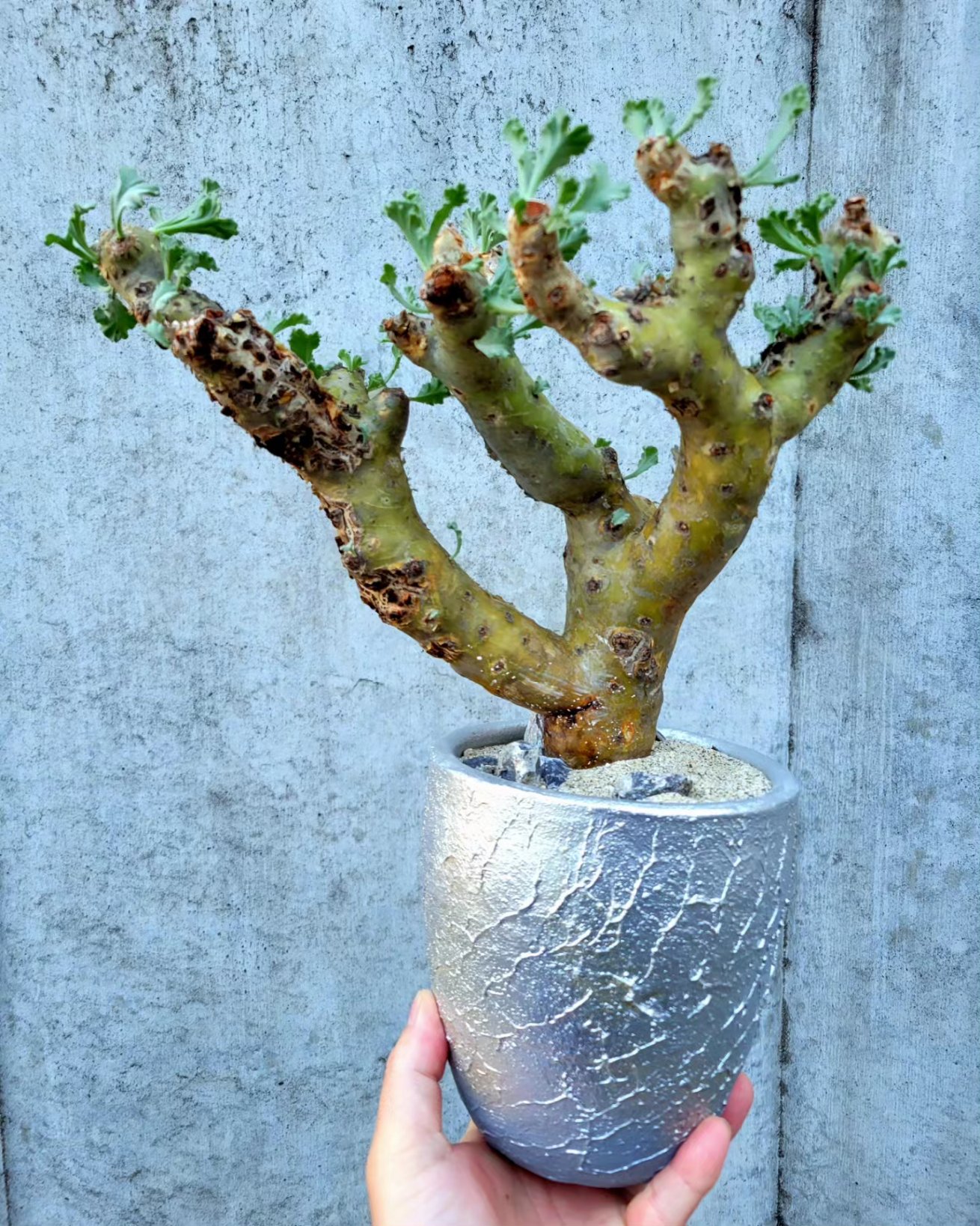 抜き苗発送 ペラルゴニウム ミラビレ 【公式通販】