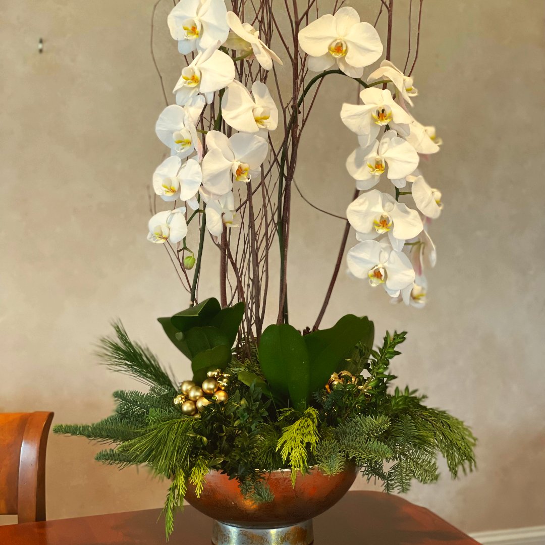 Christmas is over but our lovely orchids will last you all winter long!