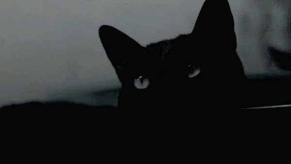 𝐑𝐞𝐠𝐠𝐢𝐞 𝐁𝐥𝐚𝐜𝐤. — 𝑚𝑜𝑑𝑒𝑟𝑛 𝑎𝑢.ᐟ (@scarsofdust) on Twitter photo 