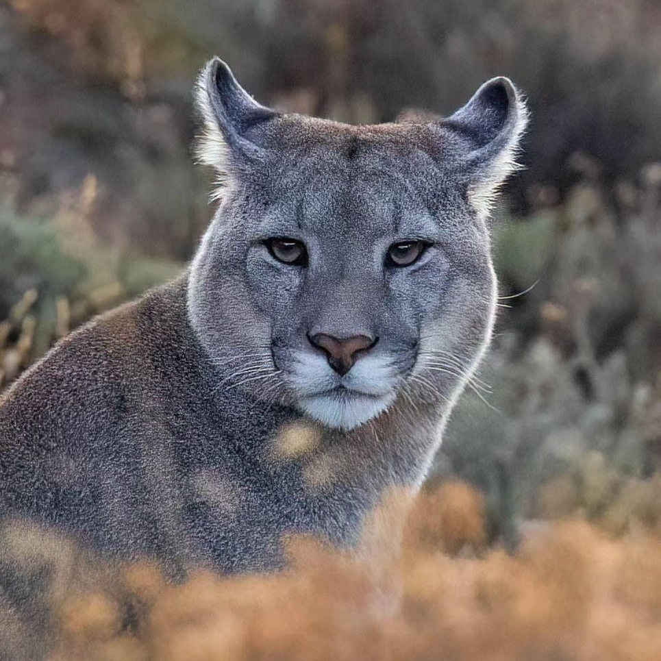 Pumas can't actually roar. Instead, they communicate by whistling, screaming, squeaking and purring. They also go by a variety of names, including cougar, mountain lion, catamount and panther! #EarthCapture by @praveenraju909 via Instagram